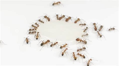 Why do ants follow my sperm?