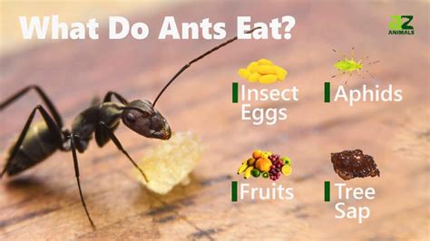 Why do ants like lemon?