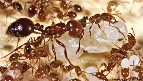 Why do ants still move after death?