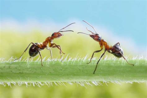 Why do ants stop next to each other?