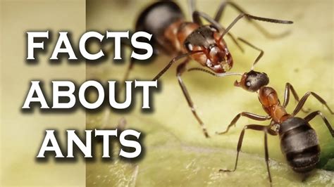 Why do ants try to crawl on you?