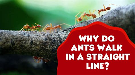 Why do ants walk in a line?