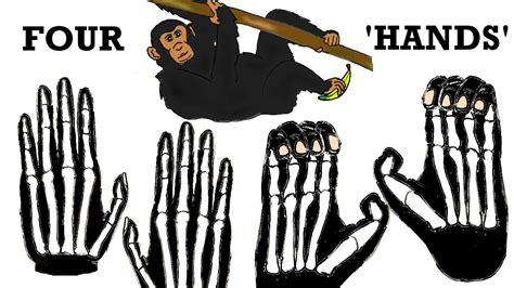 Why do apes have 5 fingers?