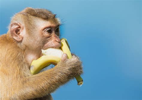 Why do apes like bananas?