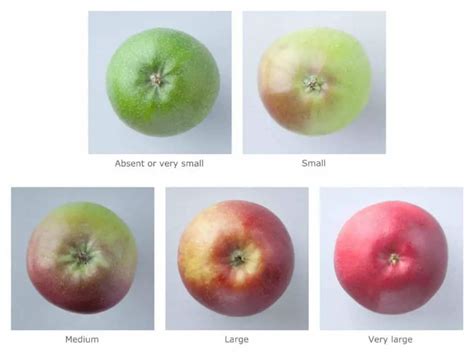 Why do apples turn color?