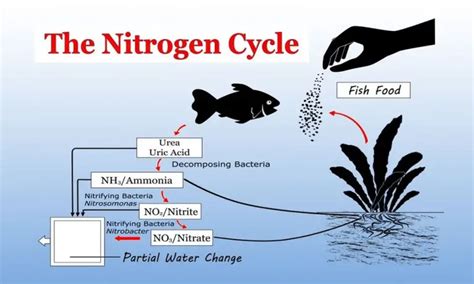 Why do aquatic animals release ammonia?