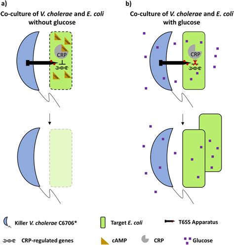 Why do bacteria prefer glucose?