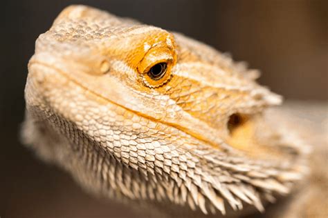 Why do bearded dragons close one eye?