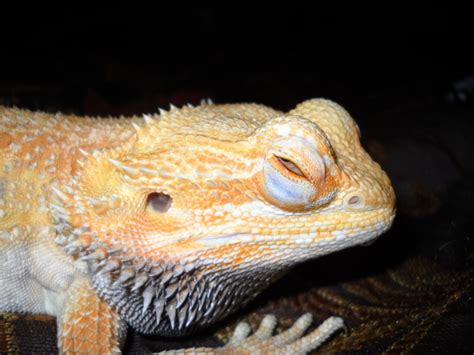 Why do bearded dragons close their eyes?