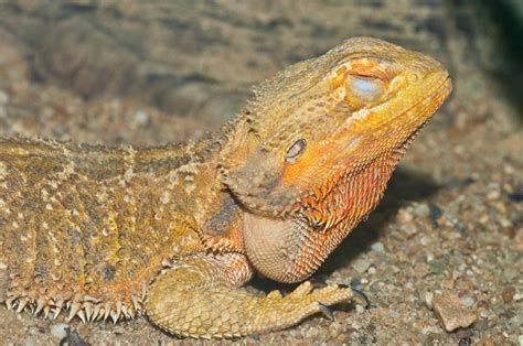 Why do bearded dragons close their eyes when you pet their head?