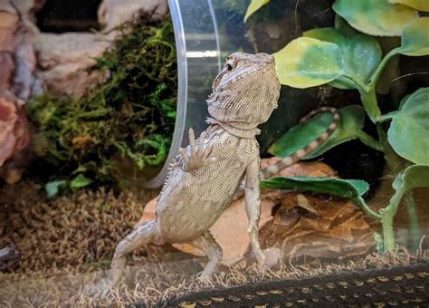 Why do bearded dragons glass surf?