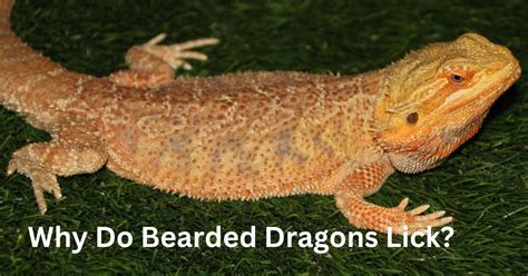 Why do bearded dragons lick you?