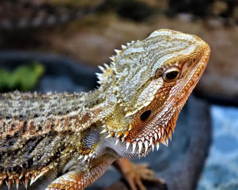 Why do bearded dragons vibrate their head?
