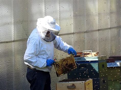 Why do beekeepers not get stung?