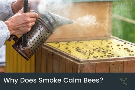 Why do bees calm when you smoke?