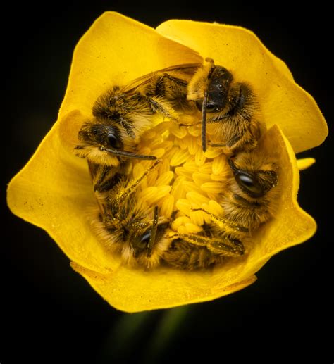 Why do bees curl up?