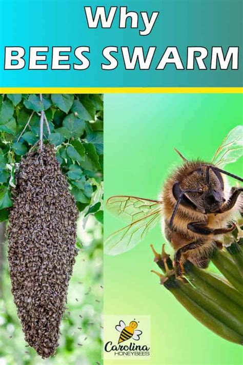 Why do bees decide to swarm?