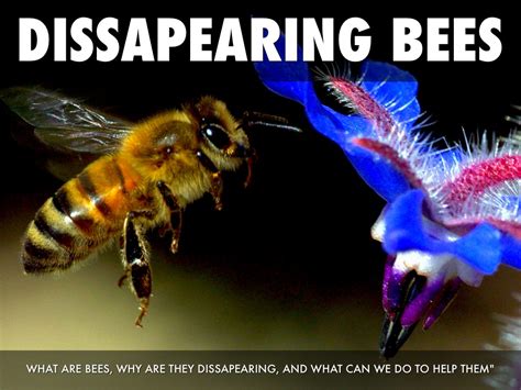 Why do bees disappear at night?