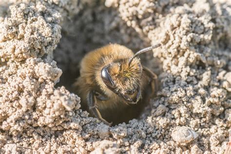 Why do bees fall to the ground at night?