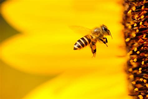 Why do bees follow you when you run?