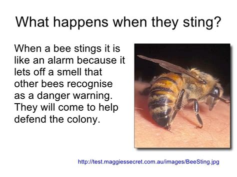 Why do bees hurt when they sting?