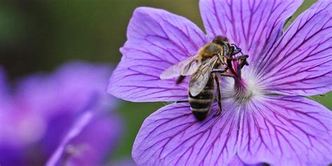 Why do bees love purple?