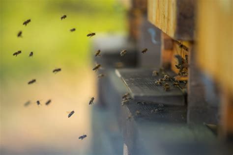 Why do bees not leave the hive?