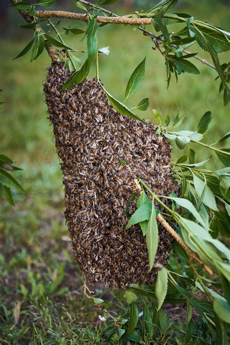 Why do bees swarm more than once?