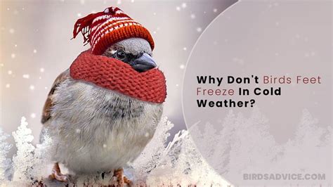 Why do birds freeze when scared?