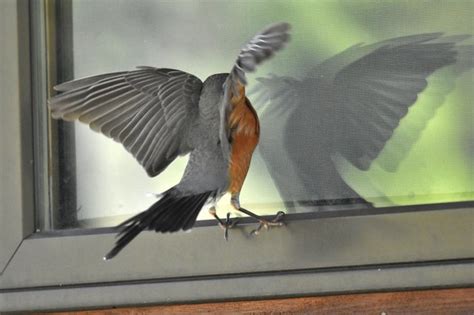 Why do birds keep attacking my window?