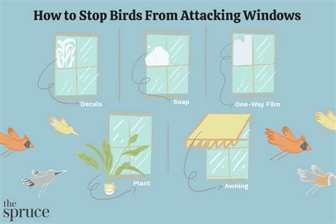 Why do birds keep attacking windows?