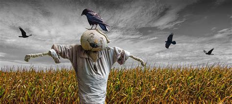 Why do birds not like scarecrows?