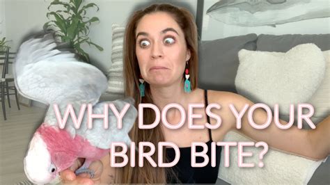 Why do birds try to bite you?