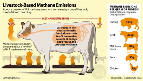 Why do black cows turn red?