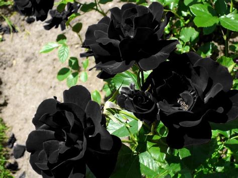 Why do black roses exist?