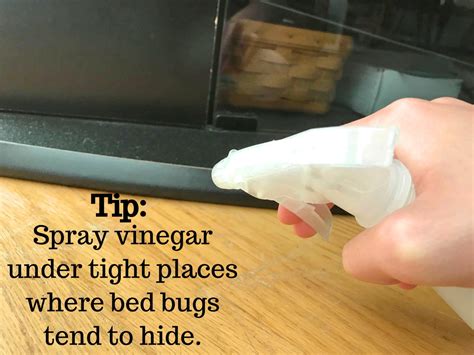 Why do bugs hate vinegar?