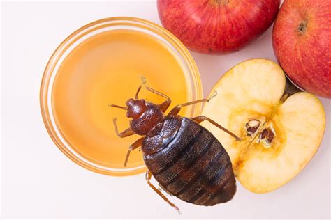 Why do bugs like apple cider vinegar?