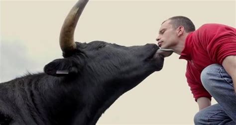 Why do bulls fight humans?