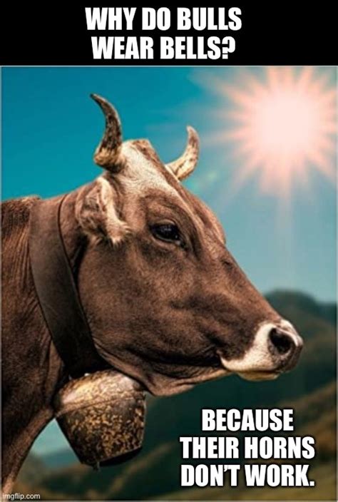 Why do bulls wear a bell?