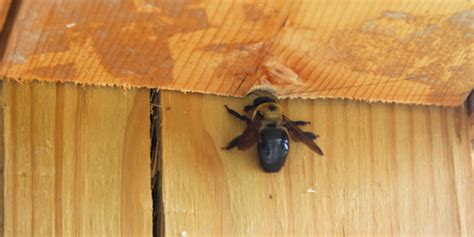 Why do carpenter bees dive bomb?
