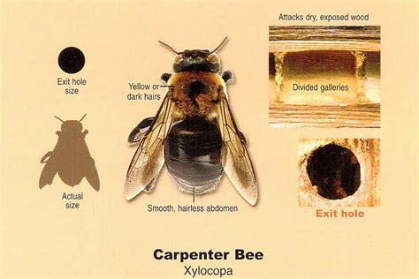 Why do carpenter bees fly around me?