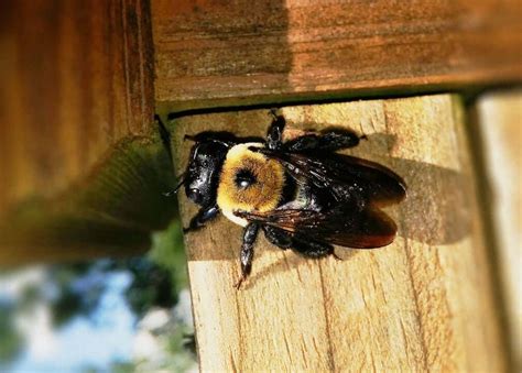 Why do carpenter bees get so close to you?