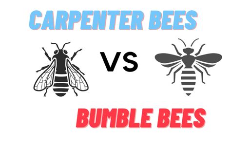 Why do carpenter bees hover around me?