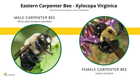 Why do carpenter bees hover in my face?