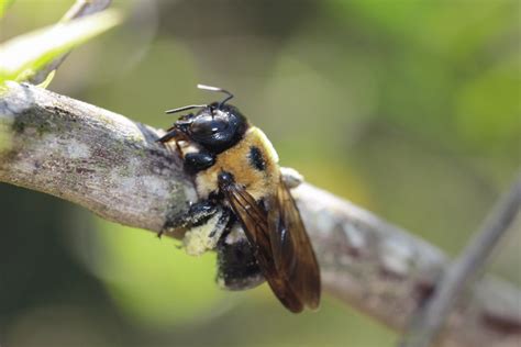 Why do carpenter bees look at me?