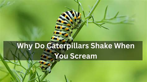 Why do caterpillars shake?
