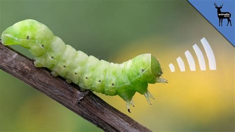 Why do caterpillars shake when you scream?