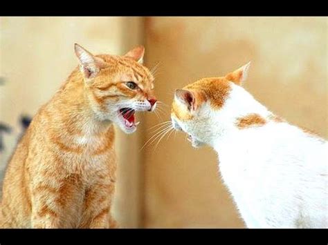 Why do cats argue with each other?