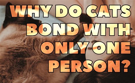 Why do cats bond with only one person?