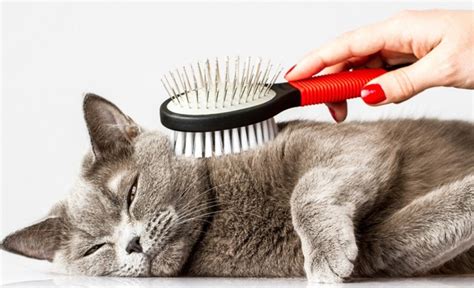 Why do cats brush their tail against you?